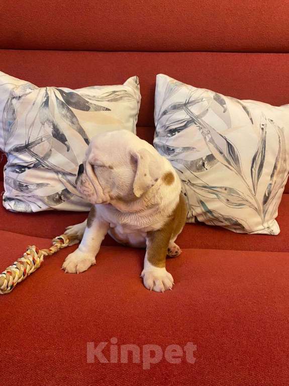 Собаки в Москве: Английский бульдог мальчик Мальчик, Бесплатно - фото 3