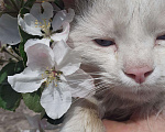 Кошки в Астрахани: Вязка, 8 000 руб. - фото 6