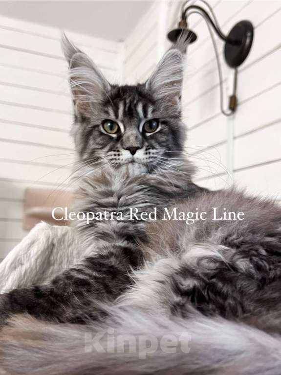 Кошки в Наро-Фоминске: Cleopatra. Female. MCO ns23 born June 14.2025 Девочка, 70 000 руб. - фото 1