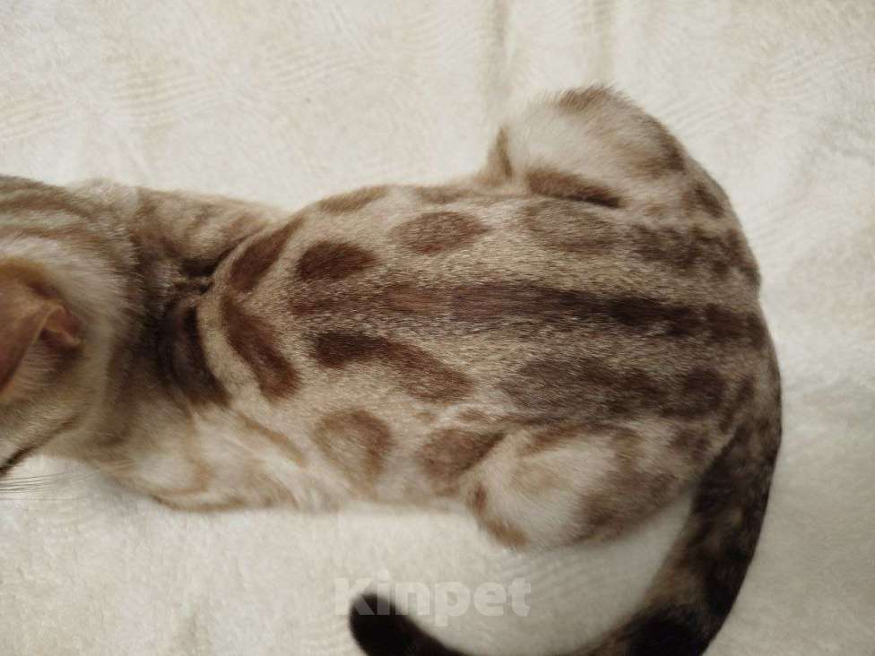 Кошки в Ярославле: Бенгальские малыши Мальчик, 40 000 руб. - фото 5