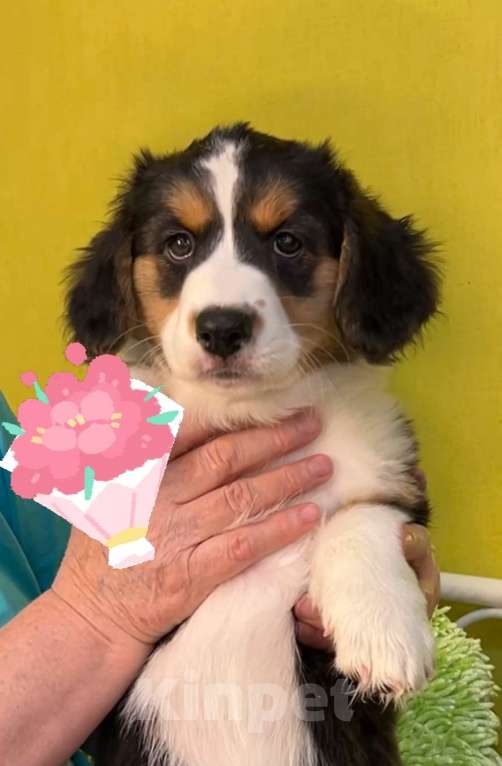 Собаки в Москве: Вельш Корги Кардиган Разнополые, 30 000 руб. - фото 4