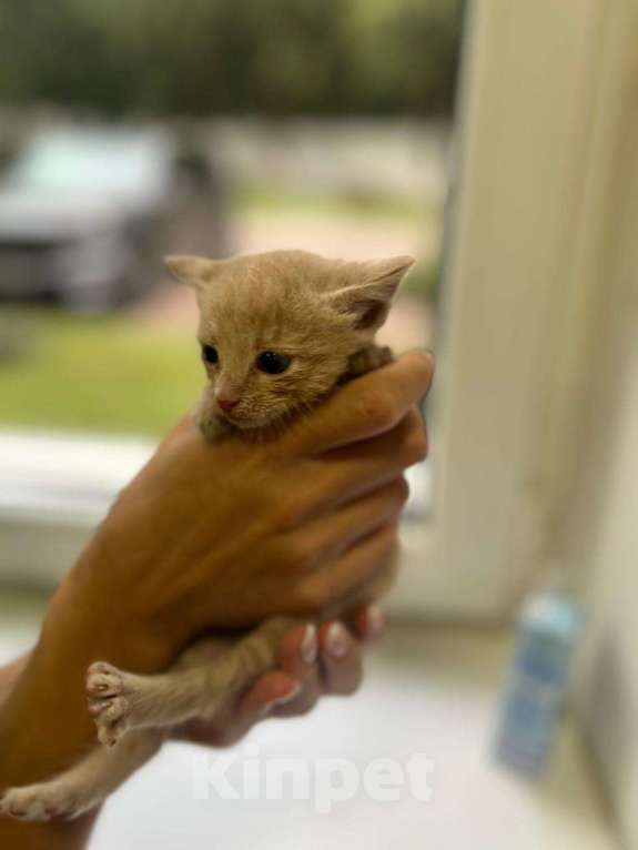 Кошки в Москве: Котята в добрые руки Мальчик, Бесплатно - фото 10