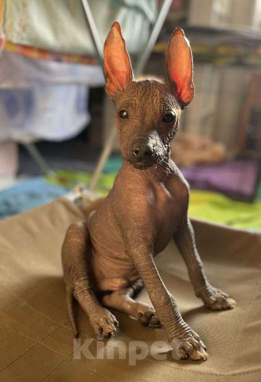 Собаки в Москве: Мексиканская голая собака среднего размера Мальчик, 70 000 руб. - фото 5