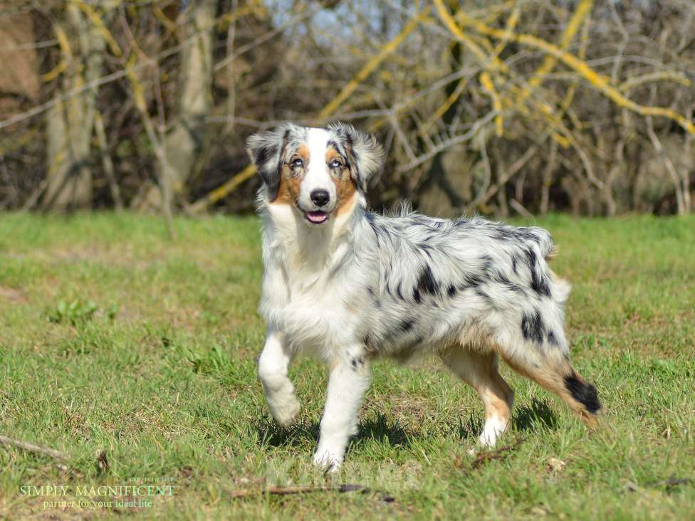 Собаки в других городах Московской области: Щенки австралийской овчарки. РКФ Мальчик, 90 000 руб. - фото 1