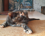 Кошки в Красногорске: Котик в добрые ручки Девочка, Бесплатно - фото 5