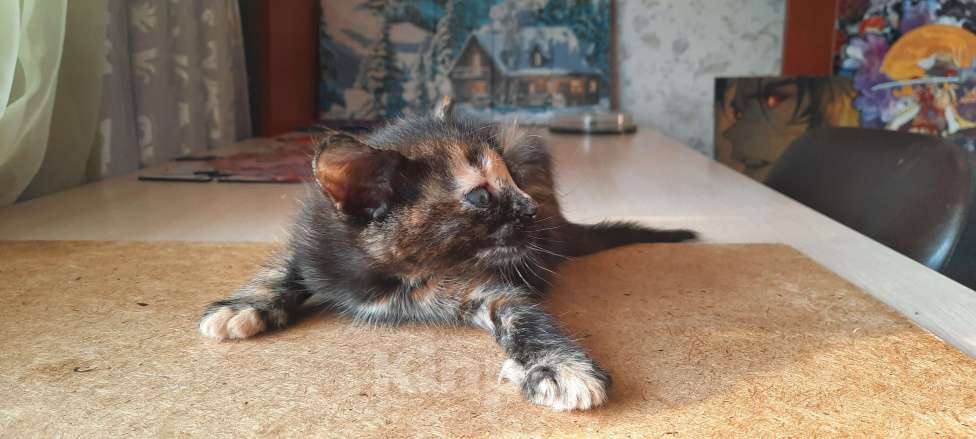 Кошки в Красногорске: Котик в добрые ручки Девочка, Бесплатно - фото 5