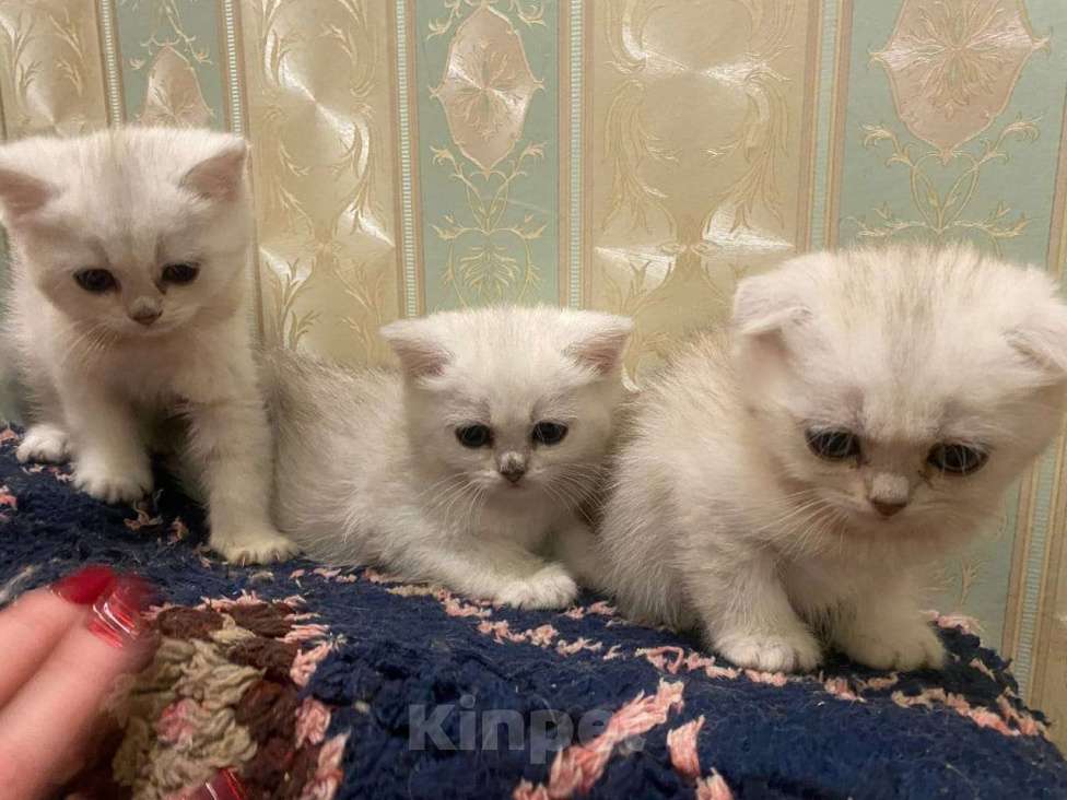 Кошки в Санкт-Петербурге: Девочки и мальчик Мальчик, 20 900 руб. - фото 2