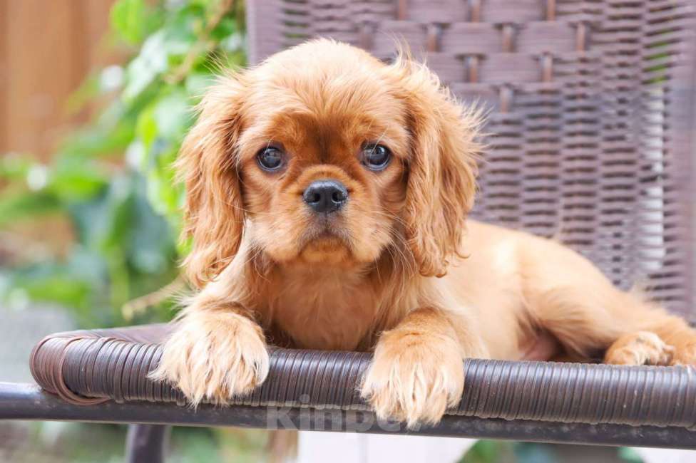 Собаки в Ростове-на-Дону: Джекпотик рубин Мальчик, 70 000 руб. - фото 2