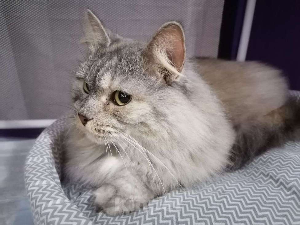 Кошки в Москве: Кошка-императрица Девочка, Бесплатно - фото 2