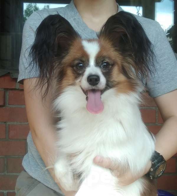 Собаки в Пушкино: Два компактных мальчика папийона на вязку Мальчик, 7 000 руб. - фото 2