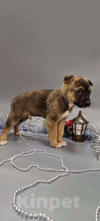 Собаки в других городах Московской области: Малышу  1,5 месяца  Мальчик, Бесплатно - фото 2