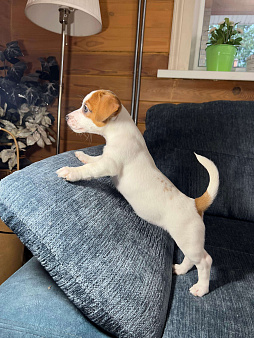 Девочка 3 мес Бетти