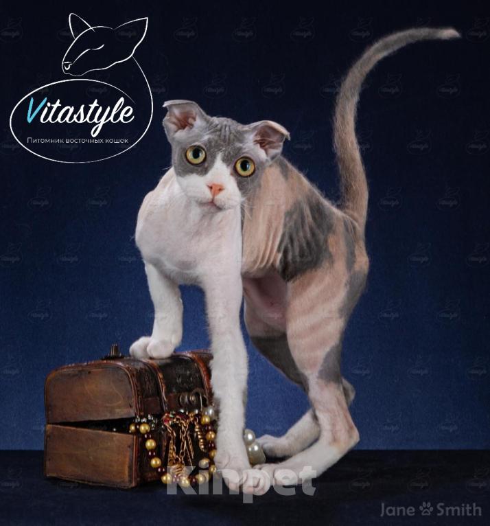 Кошки в Москве: Кошечка украинского левкоя Девочка, Бесплатно - фото 3