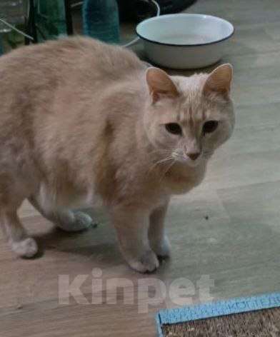 Кошки в других городах Московской области: Кошки в добрые руки Девочка, Бесплатно - фото 1