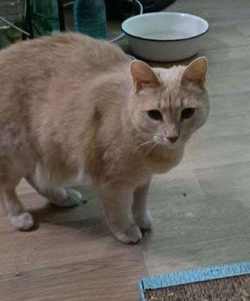 Кошки в добрые руки