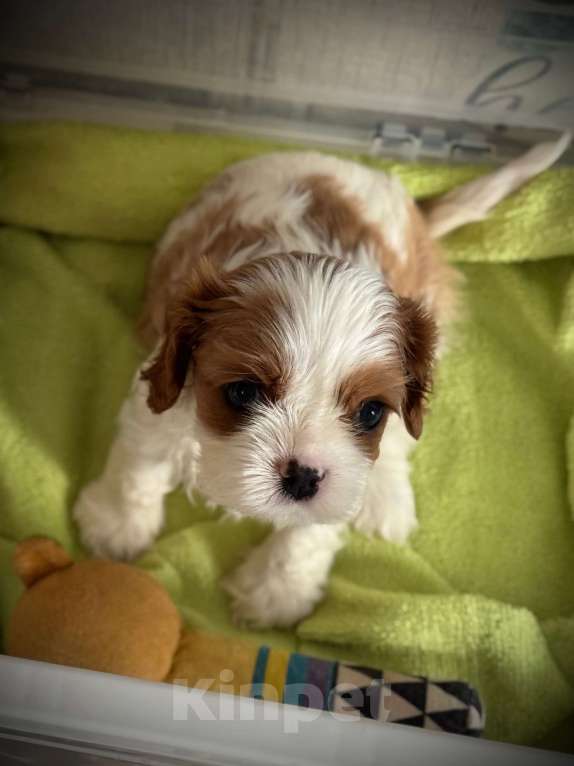 Собаки в Нижнем Новгороде: Кавалер кинг чарльз спаниель девочка Девочка, 120 руб. - фото 3