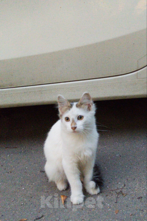 Кошки в Москве: Котенок ищет дом Мальчик, Бесплатно - фото 4