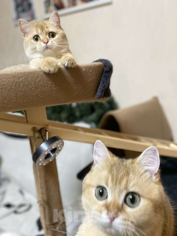 Кошки в Москве: Шотландский котенок  Девочка, 45 000 руб. - фото 1