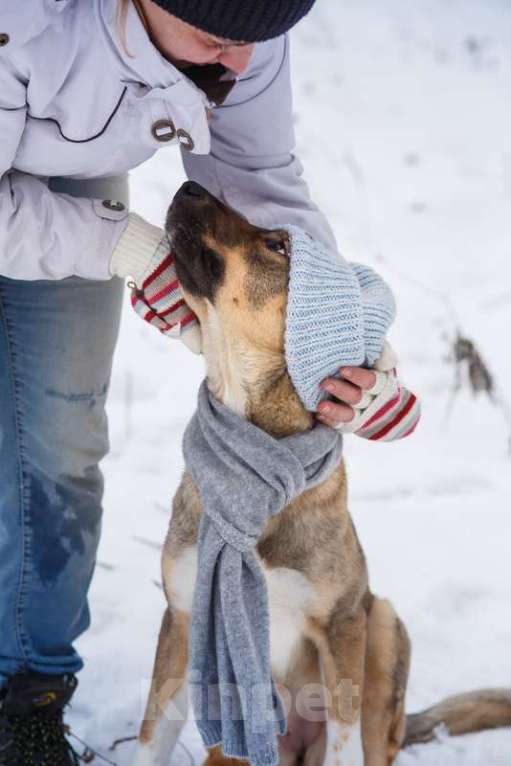 Собаки в Москве: Новогодний подарок Молли для Вас! Девочка, 1 руб. - фото 9