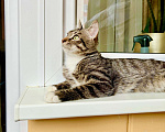 Кошки в Москве: Красивейший полосатый котик Мартин в добрые руки  Мальчик, Бесплатно - фото 8
