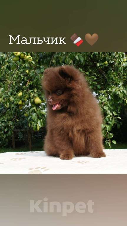 Собаки в Нижнем Новгороде: Померанский шпиц Мальчик, Бесплатно - фото 2