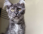 Кошки в Волосовом: Котята мейн-кун Мальчик, 50 000 руб. - фото 1