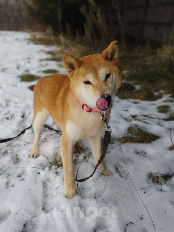 Собаки в Москве: Девочка-сиба в добрые руки Девочка, Бесплатно - фото 2