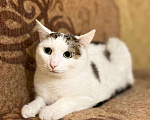 Кошки в Москве: Невезучий котик Сеня очень хочет стать домашним любимцем Мальчик, Бесплатно - фото 4