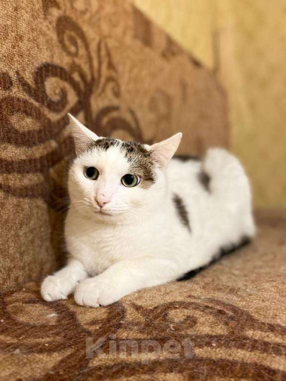 Кошки в Москве: Невезучий котик Сеня очень хочет стать домашним любимцем Мальчик, Бесплатно - фото 4