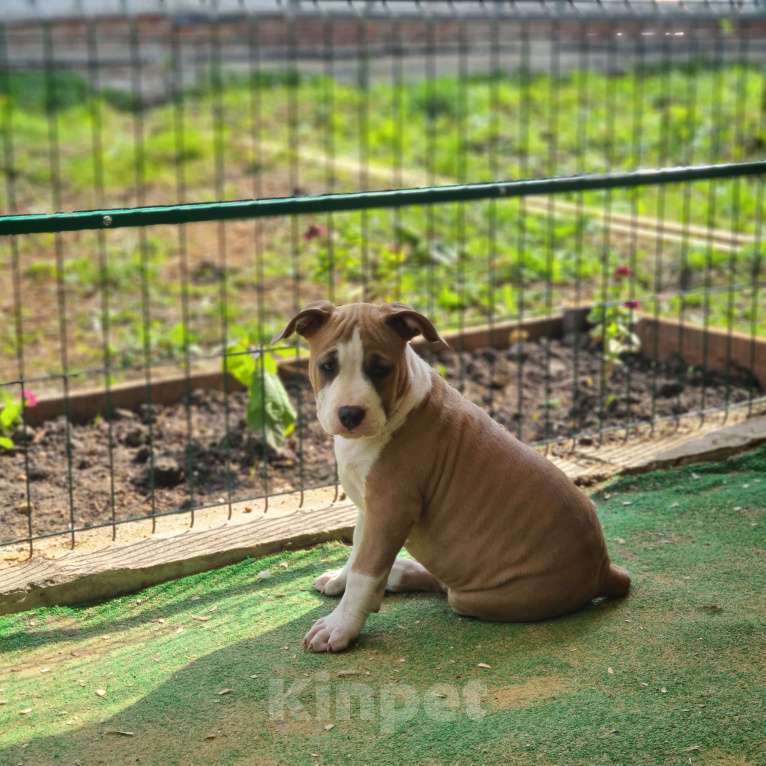 Собаки в других городах Тульской области: Щенок Амстаффа  Девочка, Бесплатно - фото 2