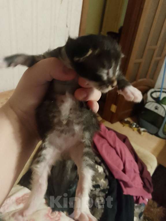 Кошки в Кирове: Продаю котенка по 2500 на стерилизацию кошки  Мальчик, 2 500 руб. - фото 3