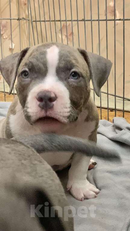 Собаки в Санкт-Петербурге: Американский булли Мальчик, 80 000 руб. - фото 3