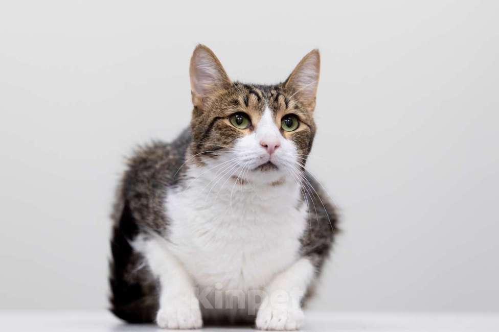 Кошки в Москве: Кот Плутон в добрые руки Мальчик, Бесплатно - фото 2