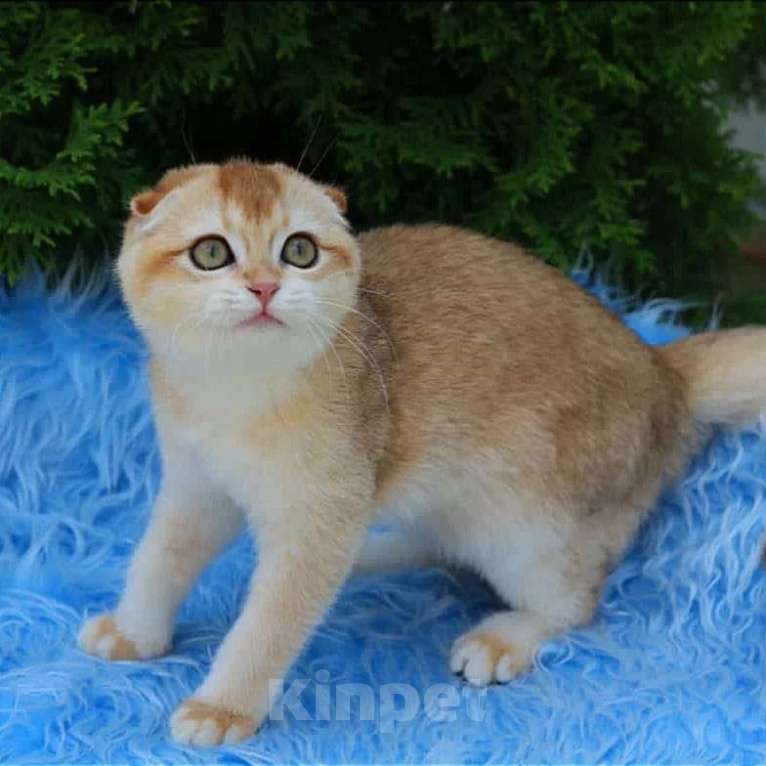 Кошки в Волгодонске: Котёнок Британский Девочка, 12 000 руб. - фото 1