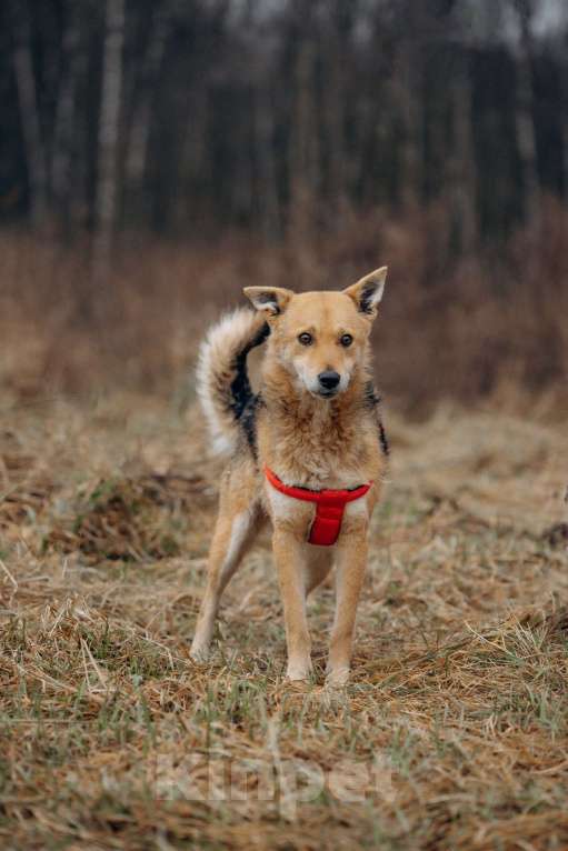 Собаки в Москве: Девчонка-веселушка, позитив и искреннее счастье Девочка, Бесплатно - фото 6