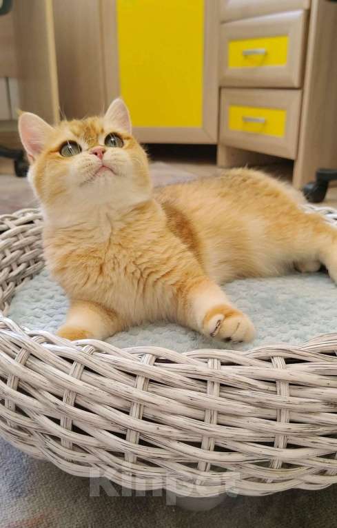 Кошки в Коломне: Британская девочка Девочка, 35 000 руб. - фото 3