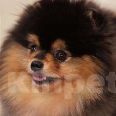 Собаки в Екатеринбурге: ВЯЗКА МИШКОЙ Девочка, 25 000 руб. - фото 4