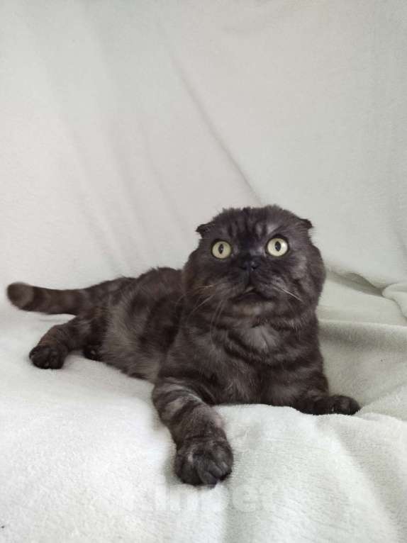 Кошки в Санкт-Петербурге: Ласковый шотландец ищет дом Мальчик, Бесплатно - фото 4