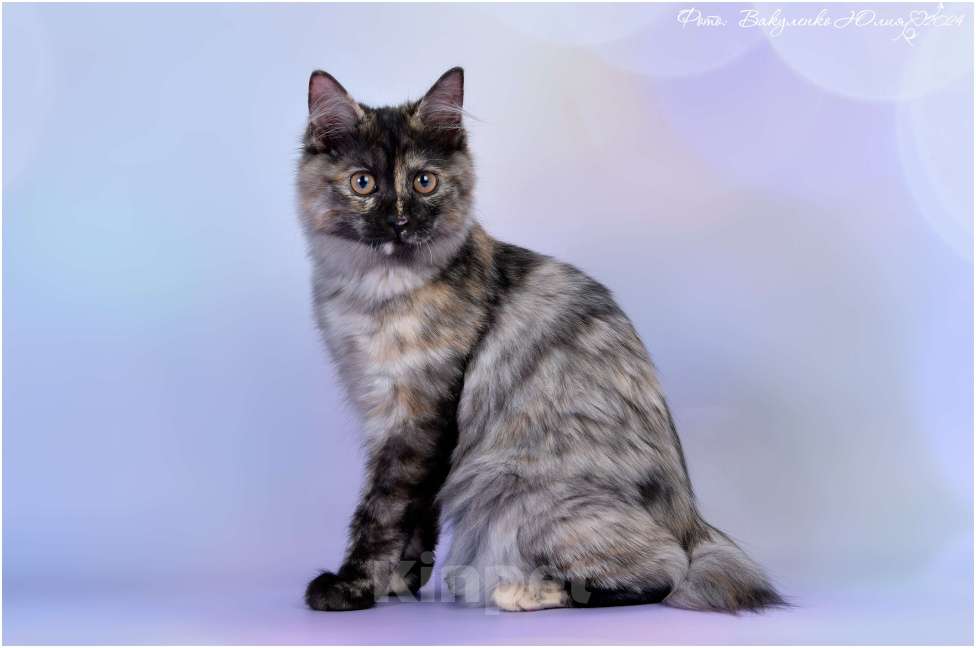 Кошки в Ростове-на-Дону: Курильский котёнок  Девочка, 40 000 руб. - фото 3