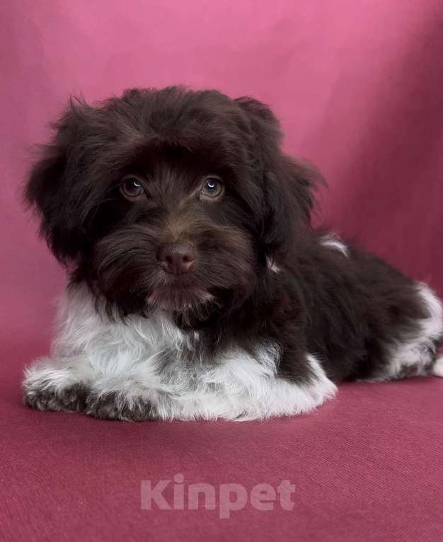 Собаки в Москве: Мальчик йоркипу. Мальчик, 40 000 руб. - фото 2