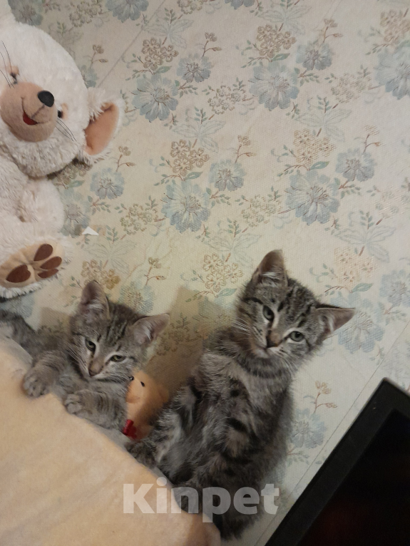 Кошки в других городах Ленинградской области: Бэм и Симба ищут дом Мальчик, Бесплатно - фото 5