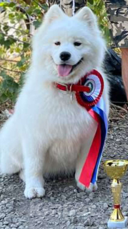 Собаки в Мосальске: Мишутки самоедики Мальчик, 25 000 руб. - фото 4