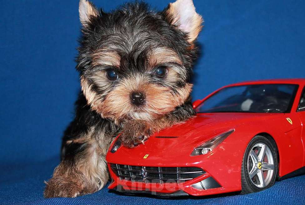 Собаки в Москве: Маленький мальчик, Лидер. Мальчик, 80 000 руб. - фото 1