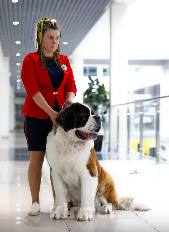 Собаки в Серове: Кобель Сенбернар Мальчик, 150 000 руб. - фото 3