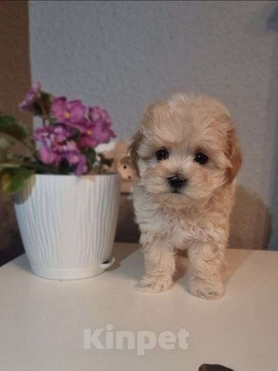 Собаки в Мытищах: Мальтипу F1 Девочка, 200 000 руб. - фото 2