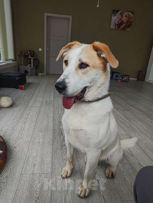 Собаки в Москве: Альба Девочка, Бесплатно - фото 8