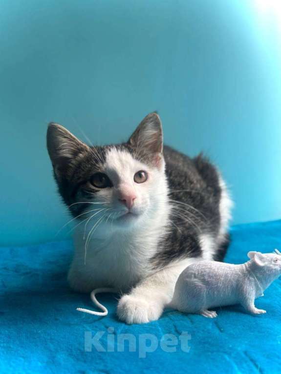 Кошки в Санкт-Петербурге: Маленький нежный котёнок Девочка, Бесплатно - фото 10