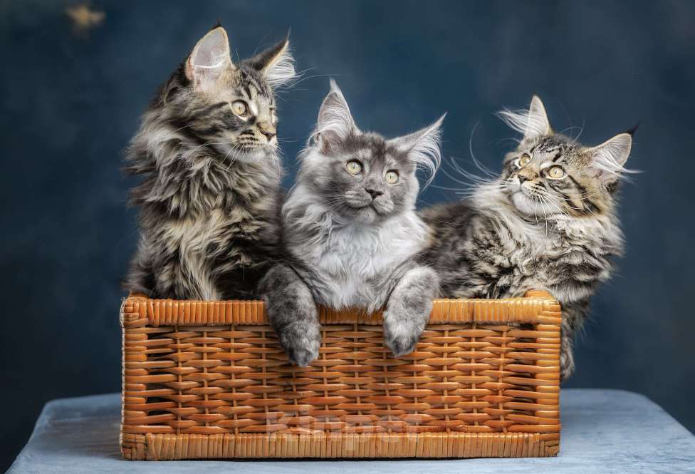 Кошки в других городах Ленинградской области: Котята мей-куна Мальчик, 45 000 руб. - фото 3