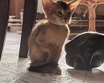 Кошки в других городах Московской области: Абиссинский котик  Мальчик, 75 000 руб. - фото 10