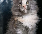 Кошки в Камызяке: Котенок Мейн кун, 25 000 руб. - фото 2